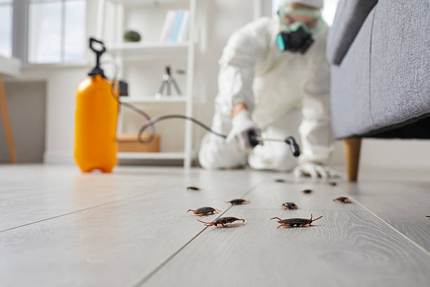 Commercial Kitchen Cockroach Control in Waxahachie